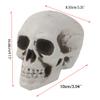 ROYJJ Human Skull Decor, Skeleton Head, Halloween, Coffee, Orna, Skull Model view 2