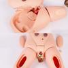 UIGJIOG Interchangeable Male and Female Human Catheterization Training Model view 3