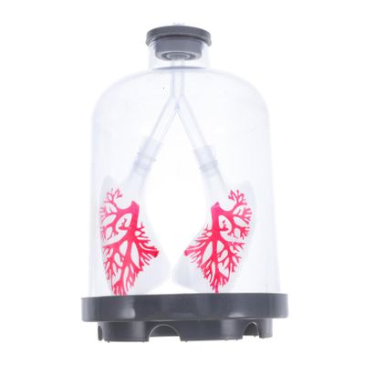 BUGUUYO Anatomical Lung Model with Detailed Plastic Structure for Middle School Science Experiments