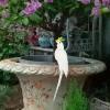 Baoblaze Artificial Parrot Statue, White, 35 cm view 2