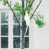 Baoblaze Artificial Parrot Statue, White, 35 cm view 4