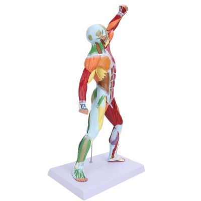 Cosiki Human Anatomy Muscle Model, 50 cm Multicolor Torso