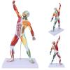 Cosiki Human Anatomy Muscle Model, 50 cm Multicolor Torso view 2