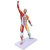 Cosiki Human Anatomy Muscle Model, 50 cm Multicolor Torso view 3