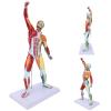 Cosiki Human Anatomy Muscle Model, 50 cm Multicolor Torso view 4