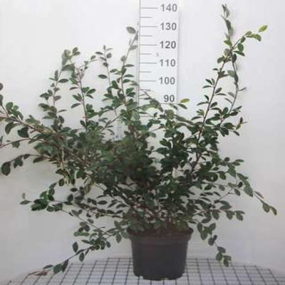 Cotoneaster lacteus - Parney cotoneaster, 60-80 cm, container-grown