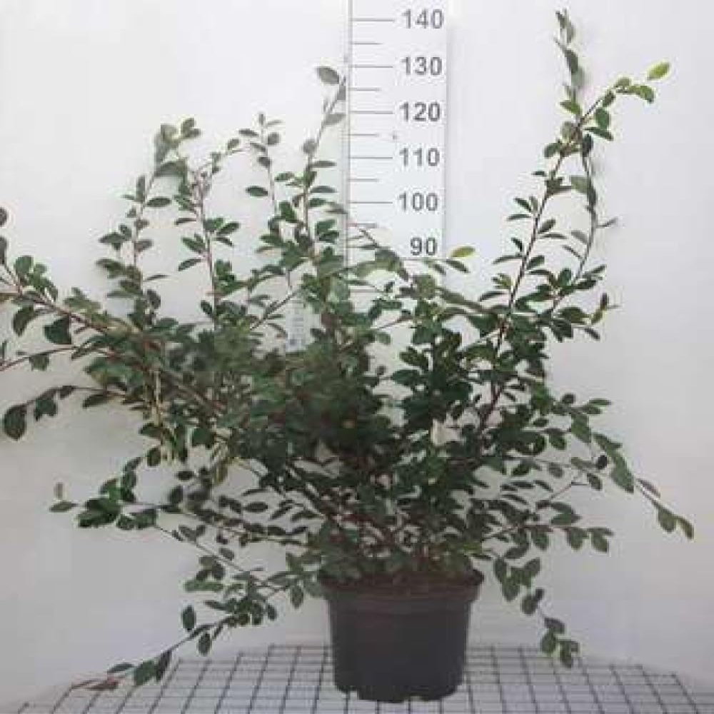 Cotoneaster lacteus - Parney cotoneaster, 60-80 cm, container-grown