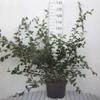 Cotoneaster lacteus - Parney cotoneaster, 60-80 cm, container-grown view 1