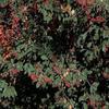 Cotoneaster lacteus - Parney cotoneaster, 60-80 cm, container-grown view 2