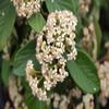 Cotoneaster lacteus - Parney cotoneaster, 60-80 cm, container-grown view 3