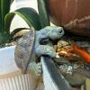 Kaezuy Turtle Flower Pot Hanger Garden Decor view 3