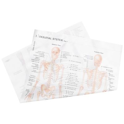 SOIMISS Skeleton System Poster, Detailed Human Muscle Anatomy, Educational and Office Decoration, Durable Material
