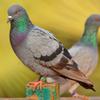 100/200 Pcs. Numbered Pigeon and Chicken Leg Bands, Blue Plastic Bird Rings, 8,100 Pcs. view 3