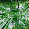 JCSMKFQ Self-Adhesive 3D Bamboo Forest Wall Mural view 4