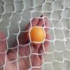 DTVEW Knotless Polyester Rope Net, 2.5 cm/2 mm, Sports Outdoor Balcony Safety Net, Garden Farm Protective Net (2 x 4 m) view 2