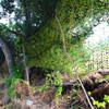 Military Camouflage Net 2x3.0 m, 2x10.0 m, 3x3.0 m, 4x6.0 m, Privacy Screen for Hunting, Camping, Parties, Sun Protection, Car Cover and Garden Landscaping (W 2.5 x H 9 m) view 2