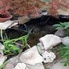 Durable Rubber Pond Liner for Small Ponds, Fish Ponds, Streams, Fountains and Garden Waterfalls view 2
