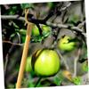 Aluminum Alloy Metal Tree Support Stake for Branch Support view 4