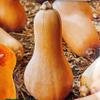 10 Butternut Squash Seeds, Vigorous Variety view 1