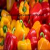 10 Butternut Squash Seeds, Vigorous Variety view 3