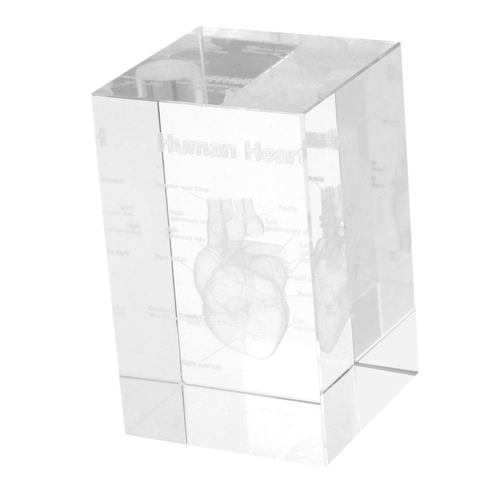 Ciieeo 3D Crystal Glass Heart Model, Anatomical Heart Model, Educational Aid and Decor for Medical Students, Detailed Engraving, Elegant Paperweight