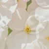 Waterproof Shower Curtain with Hooks, 183.9 x 183.9 cm, Pink Floral White Summer, Polyester, Washable, Standard Size view 4