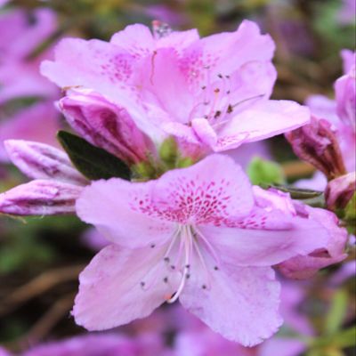 Rhododendron obtusum Japanese Azalea 'Ledikanense' Pink to Purple, 25–30 cm, Winter-Hardy, Field-Grown