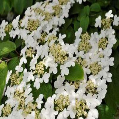 Viburnum 'Eskimo' – Snowball 30–40 cm – Container