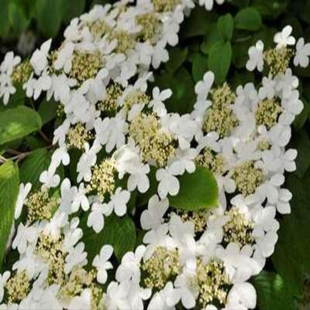 Viburnum 'Eskimo' – Snowball 30–40 cm – Container
