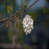 Viburnum 'Eskimo' – Snowball 30–40 cm – Container view 2