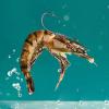 Perch Fishing Hooks, 10-Piece Set for Trout and view 3