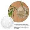 Wall-Mounted Glass Plant Vase for Cuttings, Christmas and Theme Parties view 3