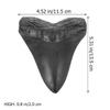 ABOOFAN Simulated Megalodon Teeth Collectible Models, 2 Pieces view 3
