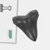 ABOOFAN Simulated Megalodon Teeth Collectible Models, 2 Pieces view 4