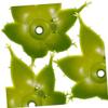 Green Artificial Rose Sepals for DIY, 60 Plastic Pieces view 3