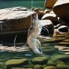 Live Shrimp Hooks for Perch Fishing view 2