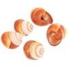 OUNONA 5-Piece Escargot Shell Set, Natural Baking and Serving Shells, 5 Pieces × 5 view 2