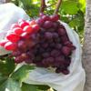 YTBHSHXZ 100-Piece Fruit Protection Mesh Bags, 18 x 20 cm view 3
