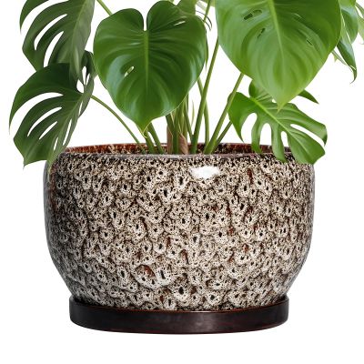 SQOWL 10-Inch Ceramic Planter with Drainage Hole and Saucer
