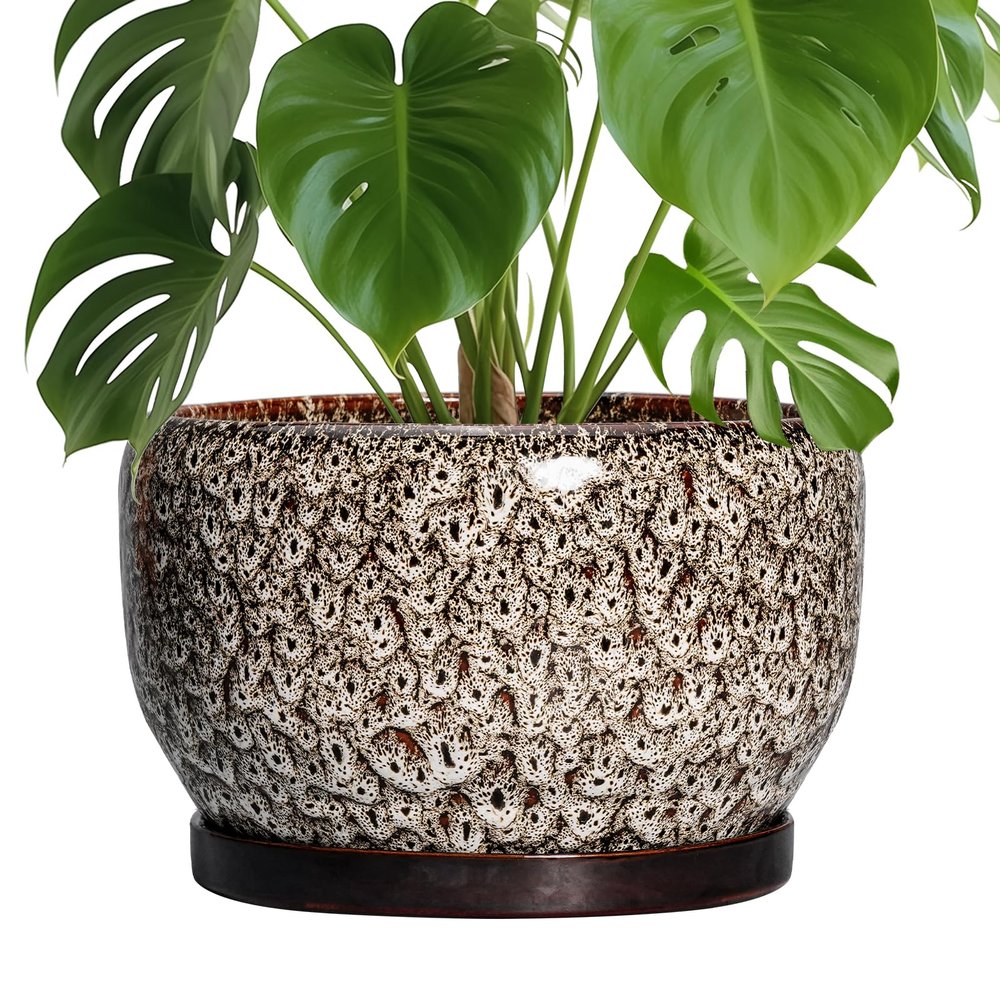 SQOWL 10-Inch Ceramic Planter with Drainage Hole and Saucer