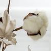 DRW Set of 6 Artificial Flower Branches, 65 cm view 4