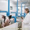 Glugahrif Cattle Mouth Opener for Gastric Lavage in Animals view 2