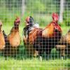 Stainless Steel Wire Mesh, 10 mm Holes, 1 x 5 m, Durable Chicken Wire for Poultry Enclosures view 3