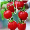 Abaodam 850-Piece White Nylon Plant Support Hooks for Tomatoes and Cucumbers view 4