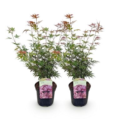 GreenboutiQ Japanese Maple ‘Jerre Swarts’ - 2 Plants - Dark Red - Deciduous - 19 cm Pot, 70 cm Tall