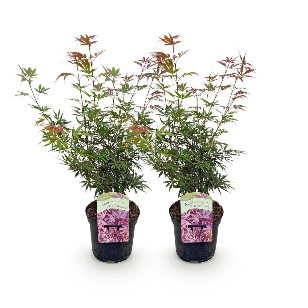 GreenboutiQ Japanese Maple ‘Jerre Swarts’ - 2 Plants - Dark Red - Deciduous - 19 cm Pot, 70 cm Tall