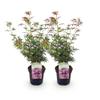 GreenboutiQ Japanese Maple ‘Jerre Swarts’ - 2 Plants - Dark Red - Deciduous - 19 cm Pot, 70 cm Tall view 1