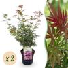 GreenboutiQ Japanese Maple ‘Jerre Swarts’ - 2 Plants - Dark Red - Deciduous - 19 cm Pot, 70 cm Tall view 2