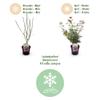 GreenboutiQ Japanese Maple ‘Jerre Swarts’ - 2 Plants - Dark Red - Deciduous - 19 cm Pot, 70 cm Tall view 4