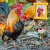 Chicken Mirror Swing Toy with Beak-Grinding Stone view 2